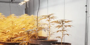 Young autoflowering cannabis plants growing in pots under warm indoor grow lights.