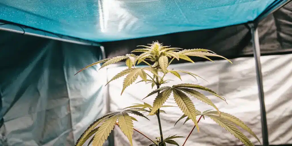 Plante de cannabis en phase végétative dans une tente de culture bleue, éclairée artificiellement.