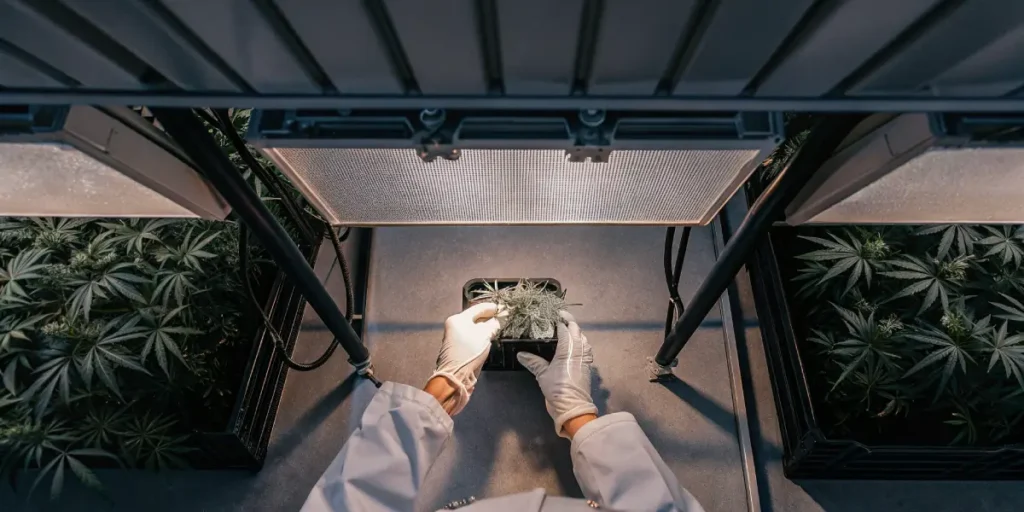 laboratory technician monitoring cannabis seedling under LED