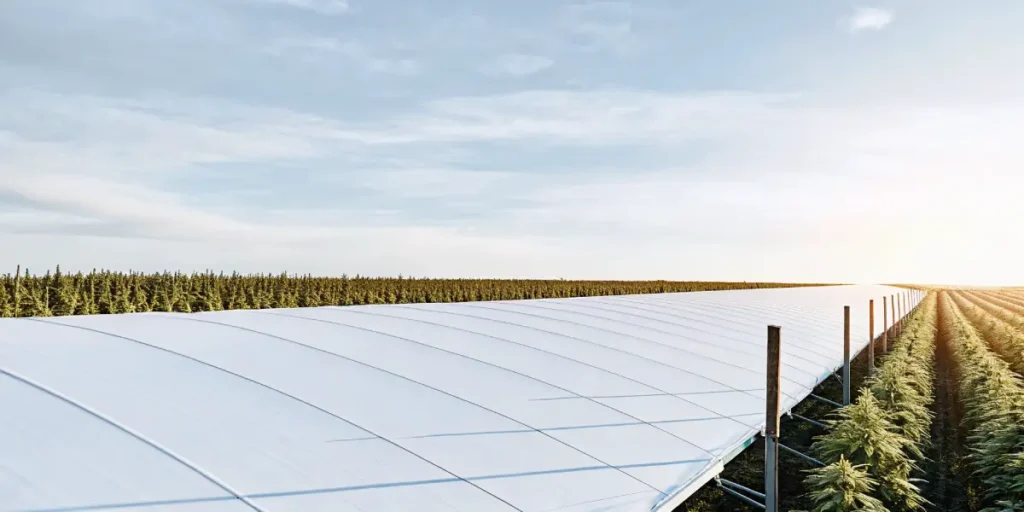 large cannabis greenhouse farm at sunrise