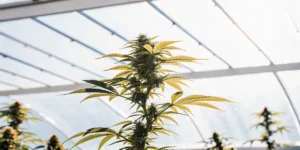 Close-up of a lush cannabis plant thriving under bright greenhouse light.
