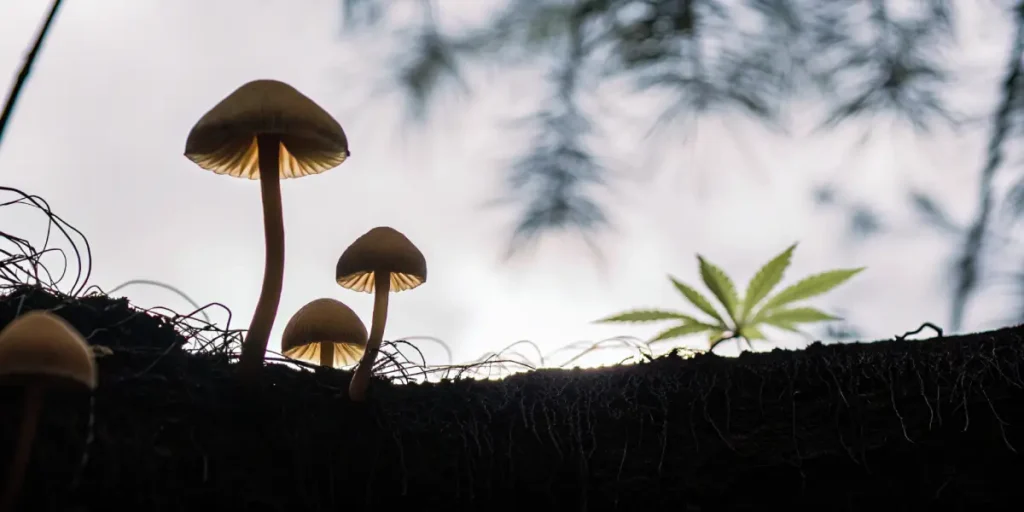Close-up of mycorrhizal fungi growing in soil alongside a young cannabis leaf, showing the natural underground ecosystem.