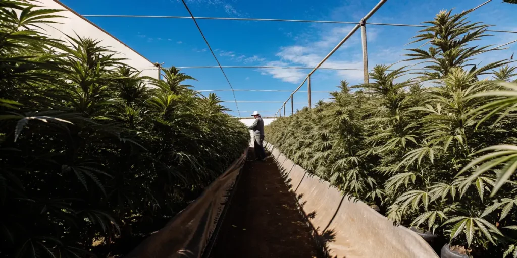 outdoor cannabis farm with grower inspecting tall cannabis plants under blue sky