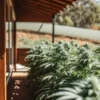 outdoor cannabis garden beside wooden greenhouse