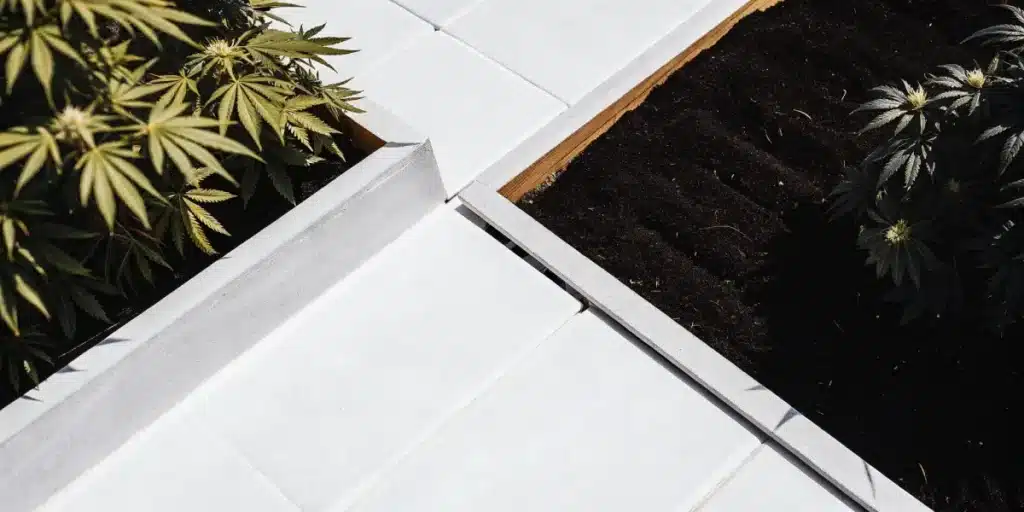 Overhead view of cannabis plants growing in soil beds divided by clean white panels.
