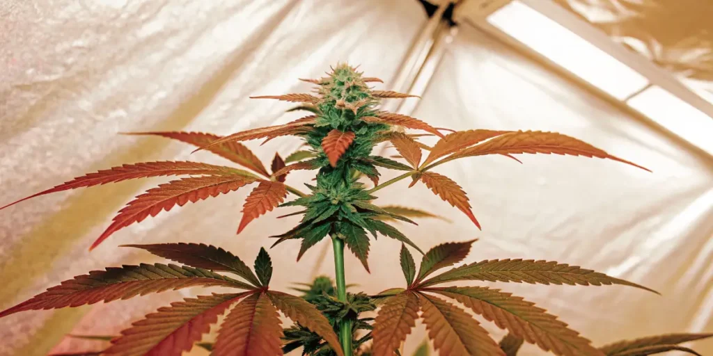 Plante de cannabis aux feuilles rouges et vertes sous des lampes de culture en intérieur.