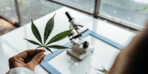 scientist holding cannabis leaf in laboratory with microscope