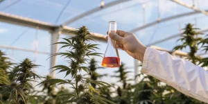 Scientist holding a red solution in a flask while examining cannabis plants inside a greenhouse.