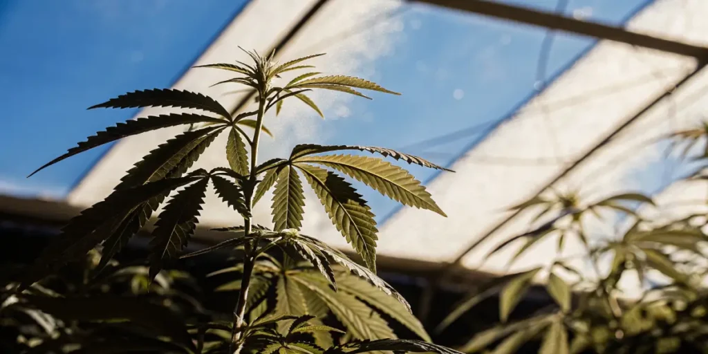 Sunlit-cannabis-plant-greenhouse highlighting a young marijuana plant illuminated by natural light in a greenhouse.