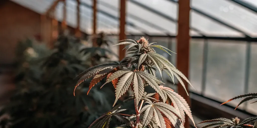 Sunlit-greenhouse-cannabis-cola with warm tones illuminating its serrated leaves and dense top bud.