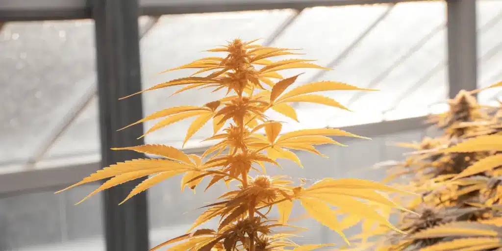 yellow cannabis plant under bright greenhouse light