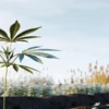 young cannabis plant growing in organic soil