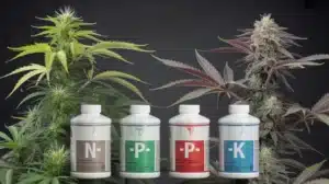 Black Water Purple OG Cheese Nutrient Balance for Maximum Yield.