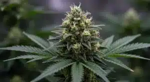 Blackberry Pie Frosty Buds and Powerful Genetics.