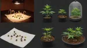 Blue Fruit Auto Germination and Early Growth Stages.