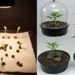 Blue OG Germination and Seedling Development.
