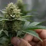 Blue OG Regular Dense Buds and Resin Production.