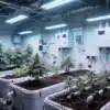Blueberry x Mazar Auto Hydroponic Indoor Cultivation.