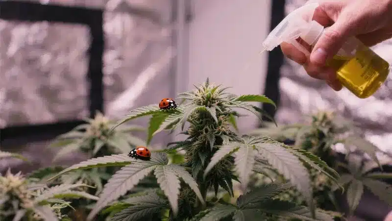 Blueberry x Cream Cheese Auto plant under natural pest management with ladybugs, promoting healthy organic growth and dense resinous buds.