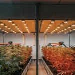 Automated cannabis grow room with dual-spectrum LED lighting and AI-driven irrigation systems.