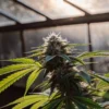 Close-up of a cannabis flowering plant inside a greenhouse at sunset, showing resinous buds and healthy green leaves.