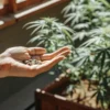 Hand holding cannabis seeds in a greenhouse with young plants growing in the background