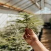 Hand holding a young cannabis branch inside a greenhouse during cultivation.