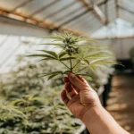 Hand holding a young cannabis branch inside a greenhouse during cultivation.