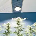 Plantes de cannabis en floraison dans une tente intérieure bleue, éclairées par une lampe LED suspendue.