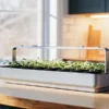 Seedlings growing under an LED grow light on a kitchen countertop garden system.