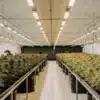 Professional indoor cannabis cultivation room with flowering plants arranged in rows under bright LED lights.