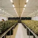 Professional indoor cannabis cultivation room with flowering plants arranged in rows under bright LED lights.