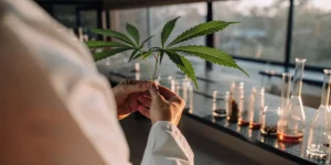 Scientist examining a fresh cannabis leaf in a laboratory setting