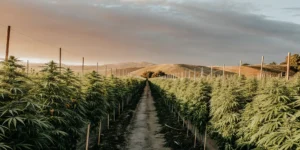 A wide outdoor cannabis farm in California at sunset, with tall plants growing along a central dirt pathway.