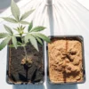 Young cannabis plant growing in rich dark soil next to an empty pot filled with dry substrate under bright indoor light.