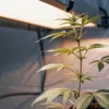 Young cannabis plant growing under an indoor grow light inside a reflective grow tent.